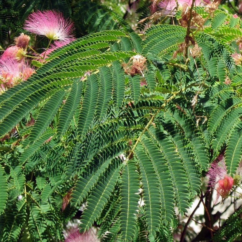 Albizia julibrissin Rosea (Foliage)