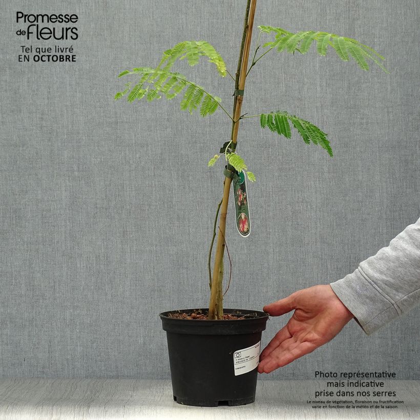 Albizia julibrissin Rosea 2L/3L pot sample as delivered in autumn