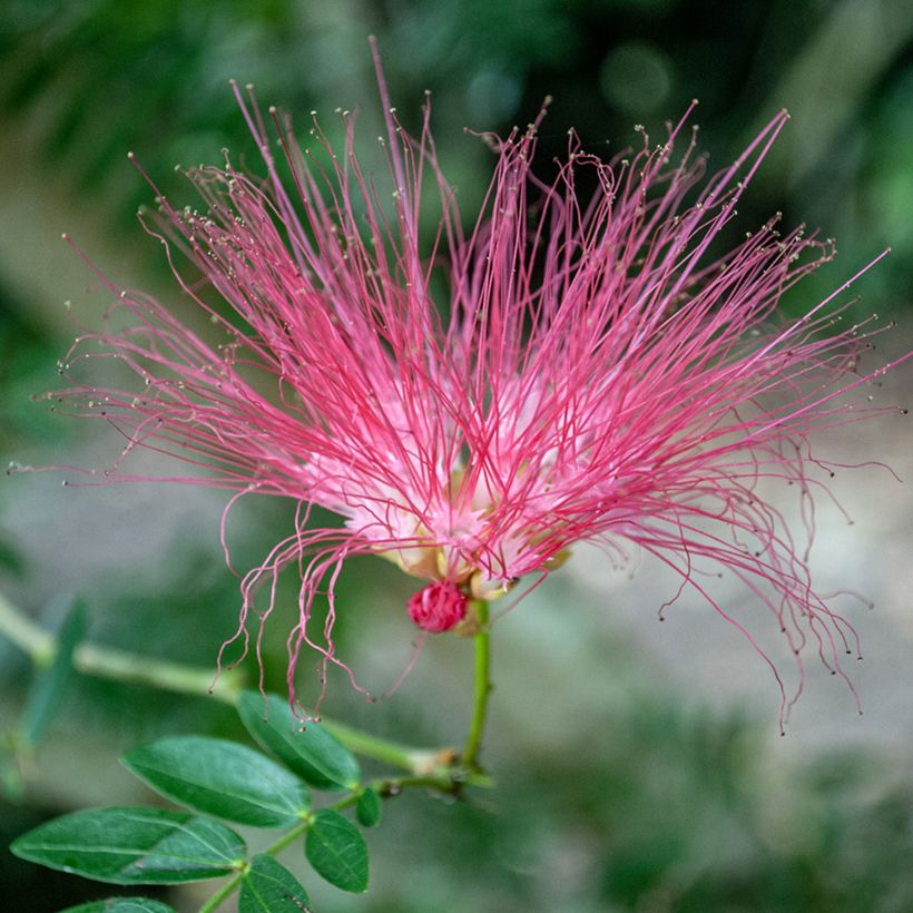 Albizia julibrissin Rosea (Flowering)