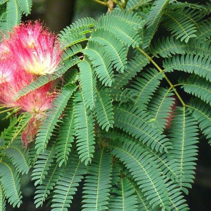 Albizia julibrissin Rouge Selection (Foliage)