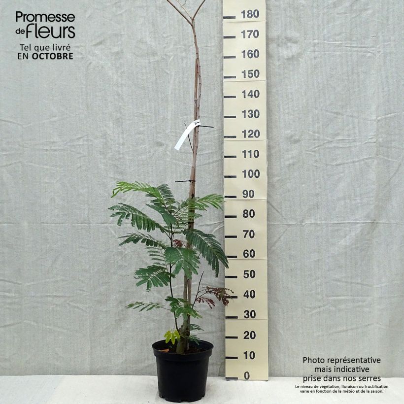 Albizia julibrissin Summer Chocolate en pot de 10L sample as delivered in autumn