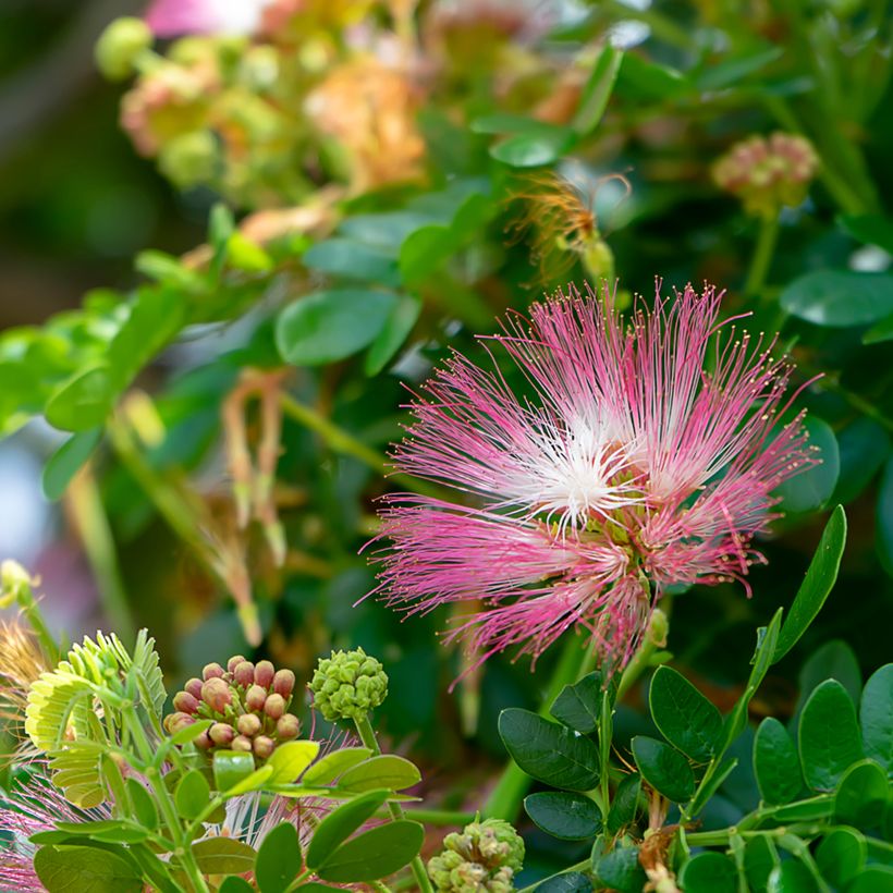 Albizia saman - Monkey pod tree (Flowering)