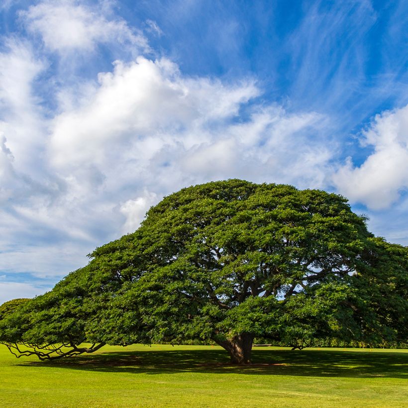 Albizia saman - Monkey pod tree (Plant habit)