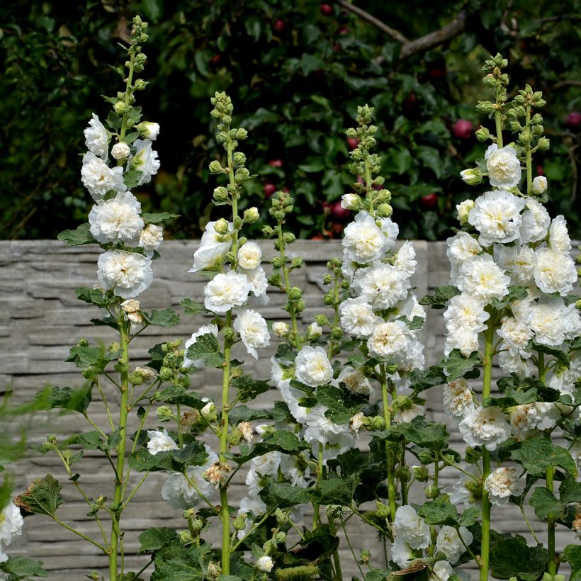 Alcea rosea Chaters Double White - Hollyhock (Plant habit)