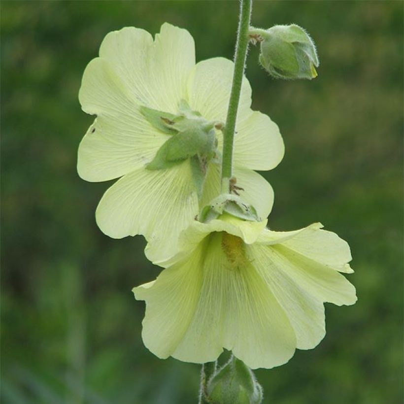 Alcea rugosa  (Flowering)