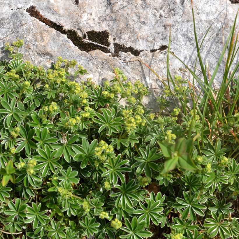 Alchemilla  alpina  (Plant habit)