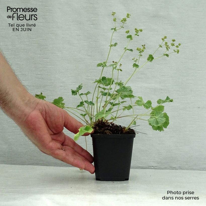 Alchemilla caucasica - Alchémille de Caucase Godet de 9cm sample as delivered in summer