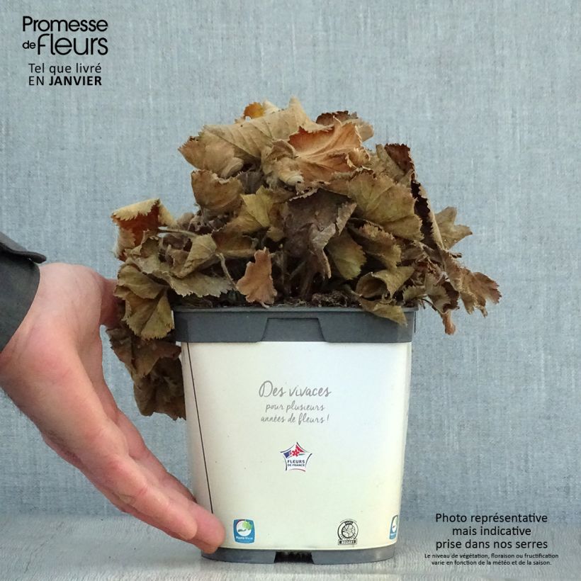 Alchemille Thriller - Alchemilla mollis Pot de 2L/3L sample as delivered in winter