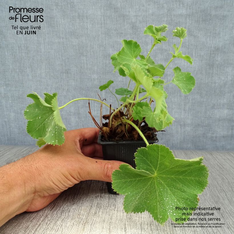 Alchemilla mollis  8/9 cm pot sample as delivered in summer