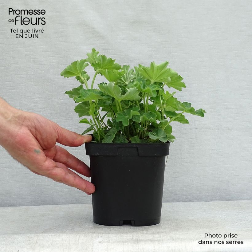 Alchemilla mollis  2L/3L pot sample as delivered in summer