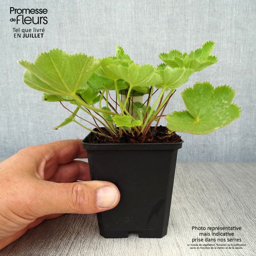 Alchemilla vulgaris  8/9 cm pot sample as delivered in summer