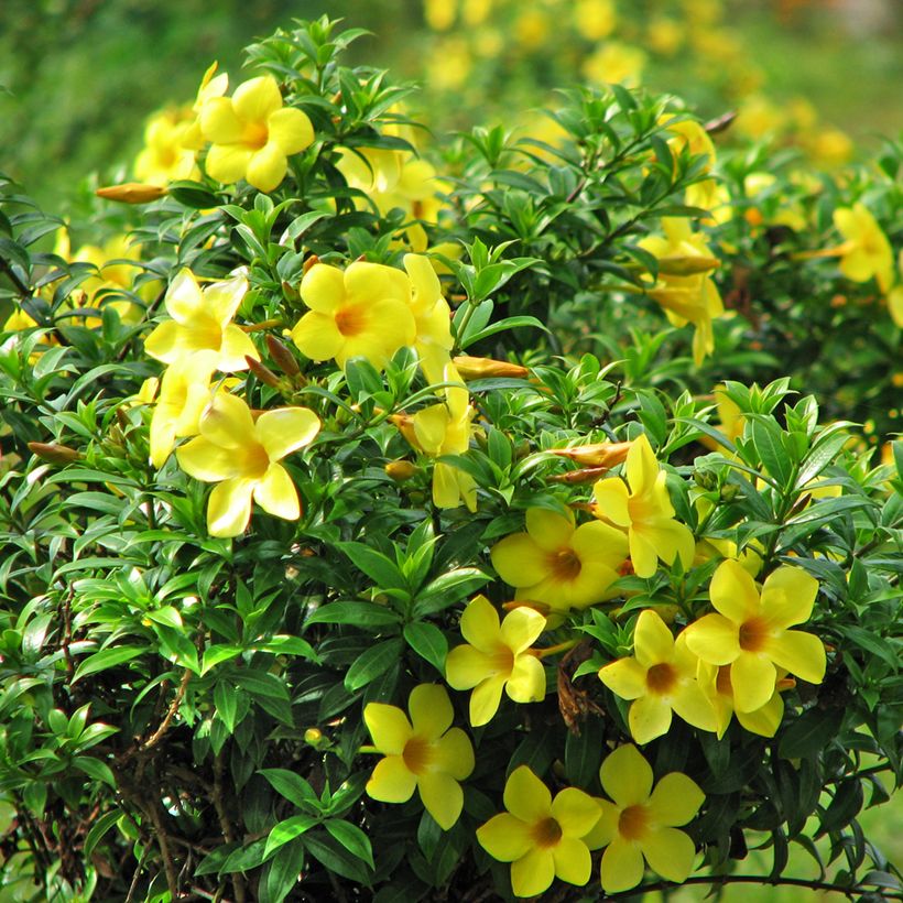 Allamanda cathartica - Golden trumpet (Flowering)