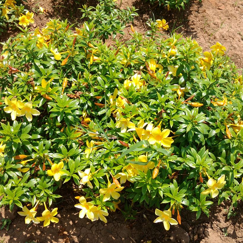 Allamanda cathartica - Golden trumpet (Plant habit)