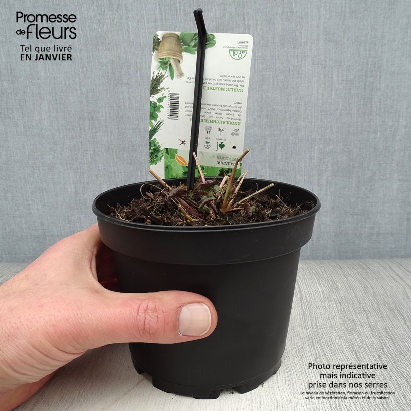 Alliaria petiolata 1.5L/2L pot sample as delivered in winter