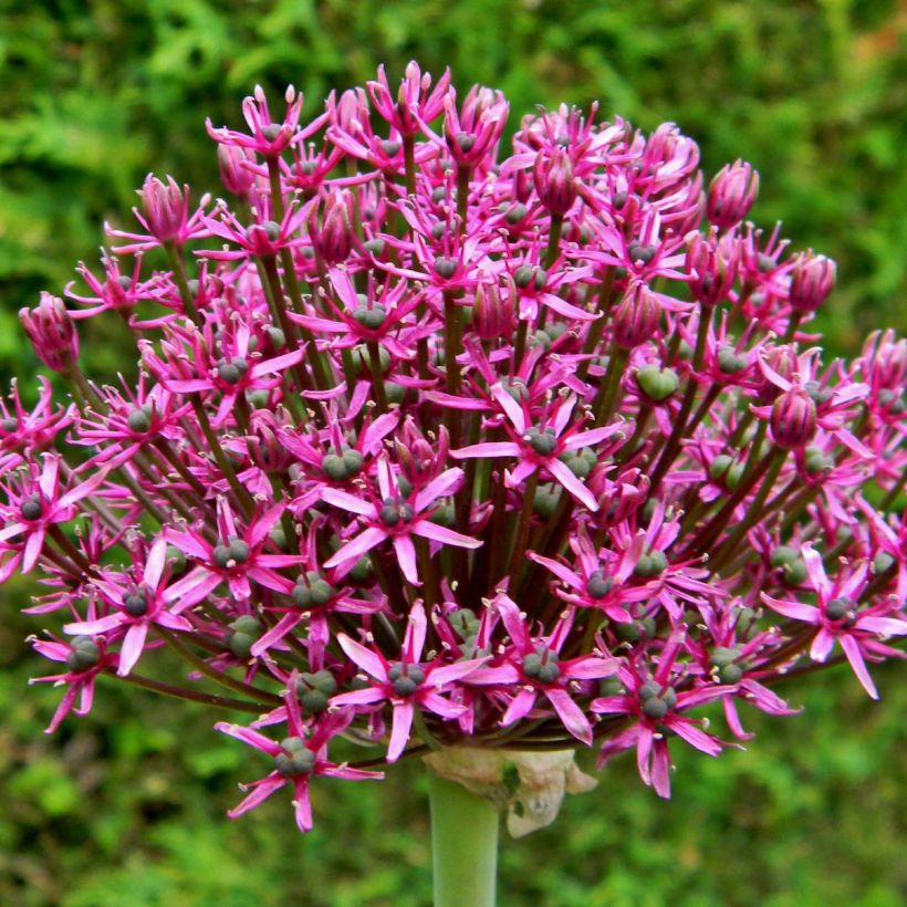 Allium Miami (Flowering)