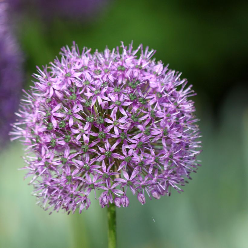 Allium Statos (Flowering)