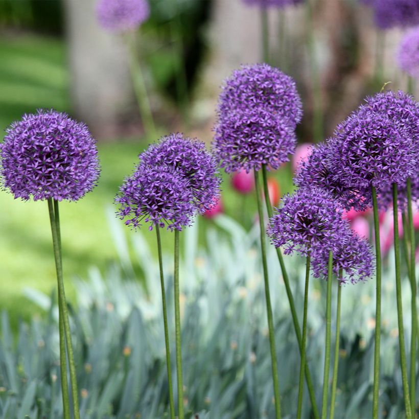 Allium Statos (Plant habit)