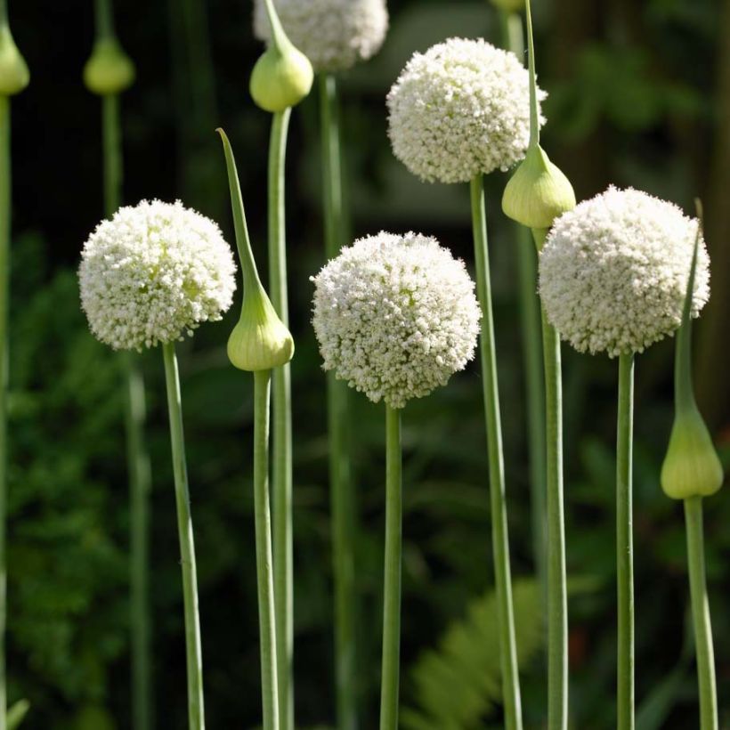 Allium ampeloprasum White Cloud (Plant habit)