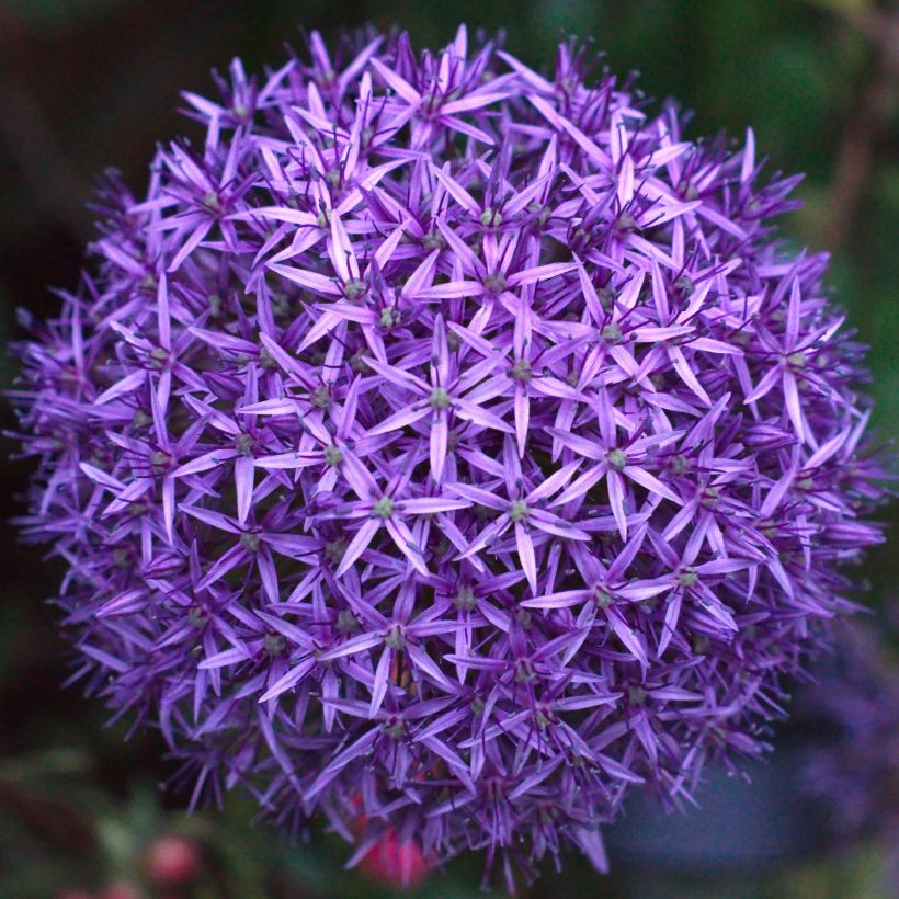 Allium Mars (Flowering)