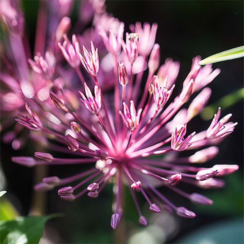 Allium nevskianum (Flowering)