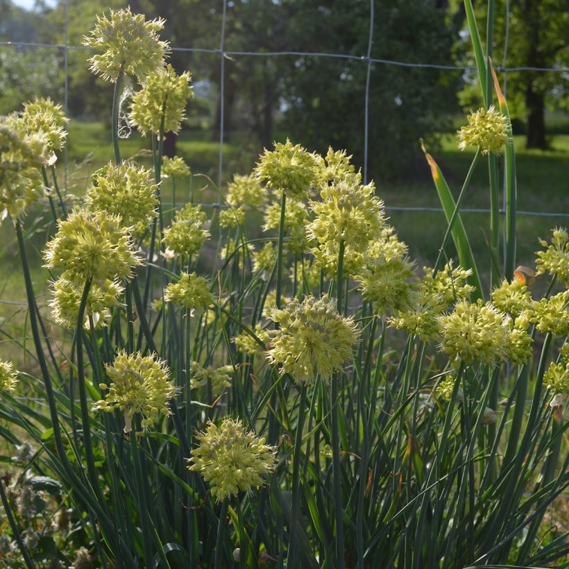 Allium obliquum (Plant habit)