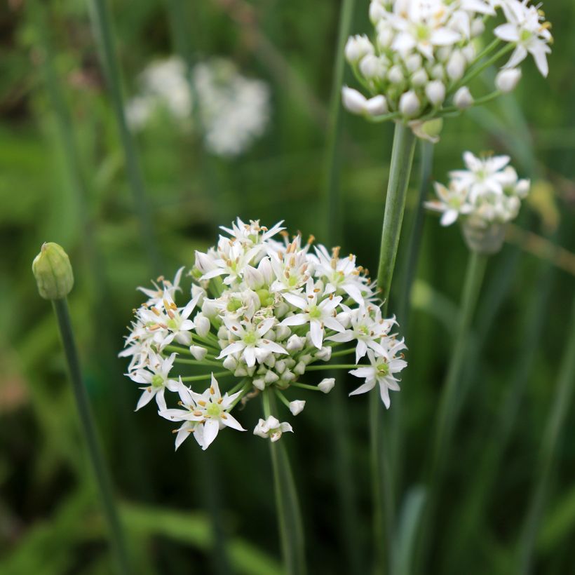 Garlic Chives Cliffs of Dover - Allium tuberosum (Flowering)
