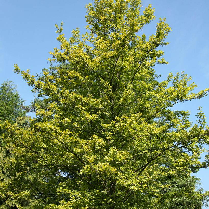 Alnus glutinosa Aurea - Common alder, Black alder, European alder (Plant habit)