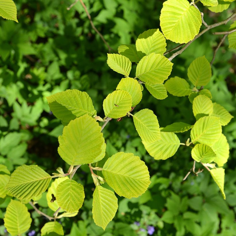 Alnus glutinosa Aurea - Common alder, Black alder, European alder (Foliage)