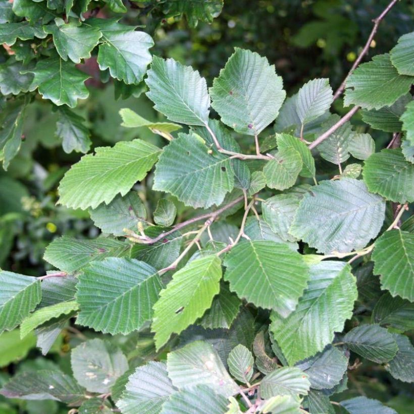 Alnus incana (Foliage)
