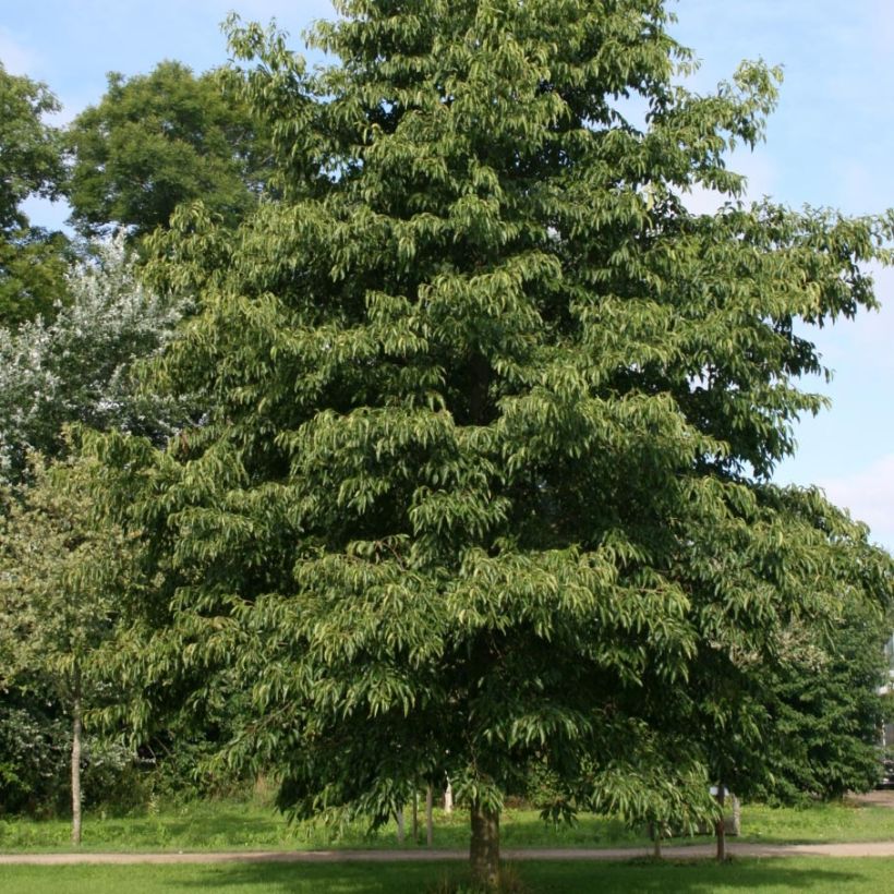 Alnus x spaethii (Plant habit)