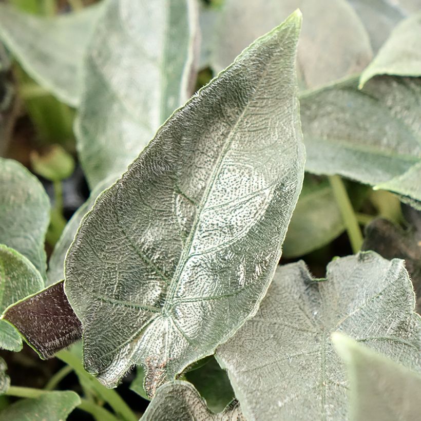 Alocasia Antoro Velvet - Oreja de elefante (Foliage)