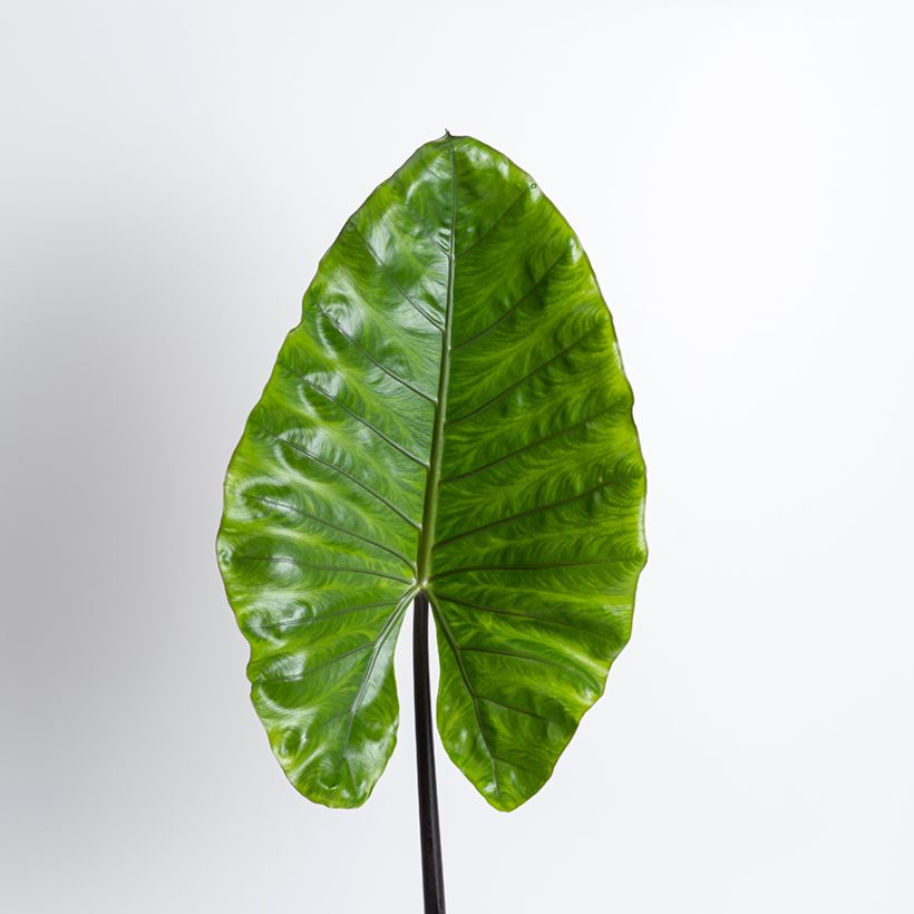 Alocasia macrorrhizos Violacea - Oreja de elefante (Foliage)