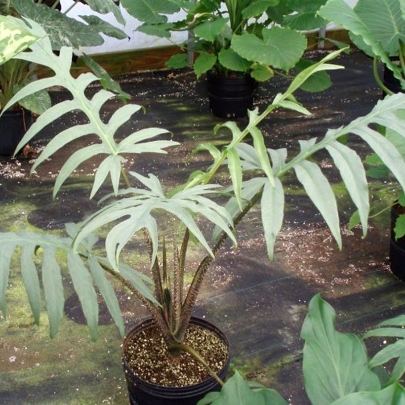 Alocasia brancifolia - Elephants ear (Plant habit)