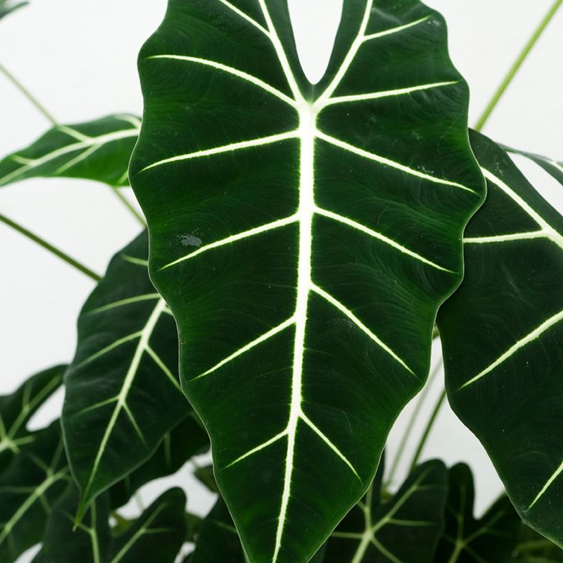 Alocasia micholitziana Frydek - Oreja de elefante (Foliage)