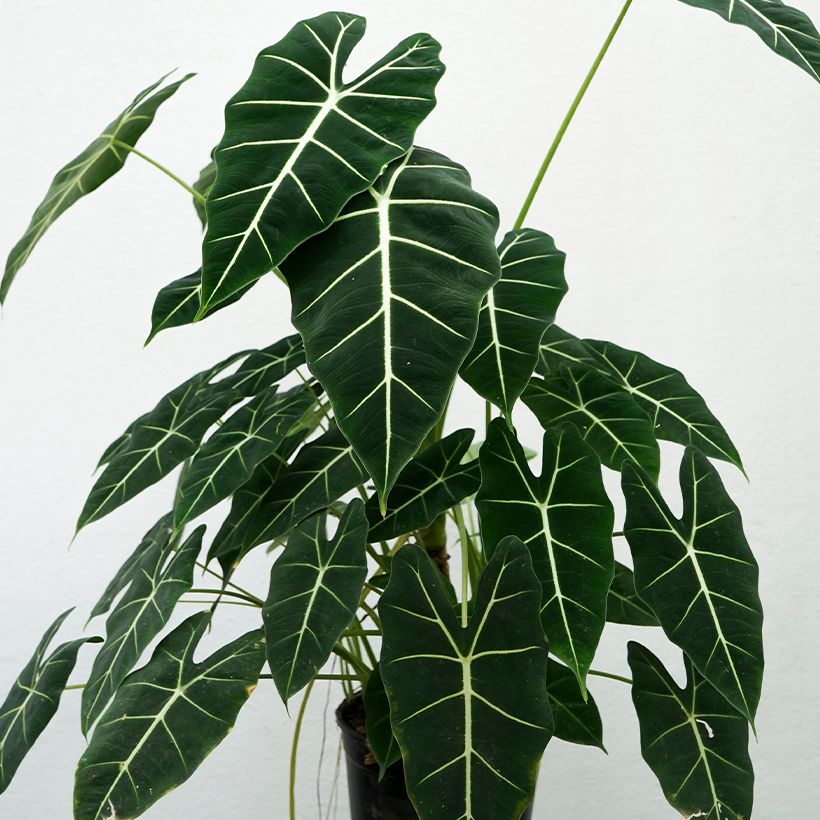 Alocasia micholitziana Frydek - Oreja de elefante (Plant habit)