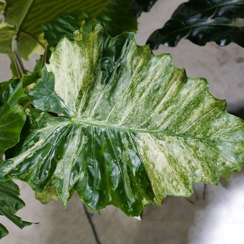 Alocasia Hualong - Elephant's ears plant (Foliage)