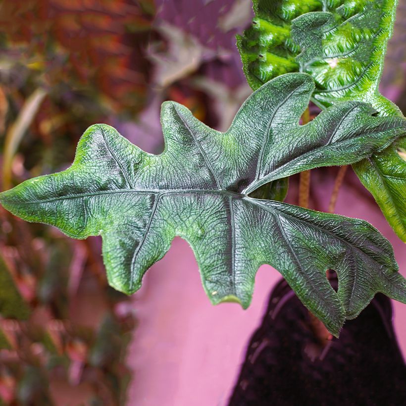 Alocasia tandurusa Jacklyn - Oreja de elefante (Foliage)