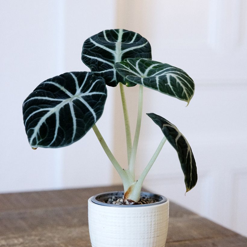 Alocasia Ninja - Elephant ear (Plant habit)