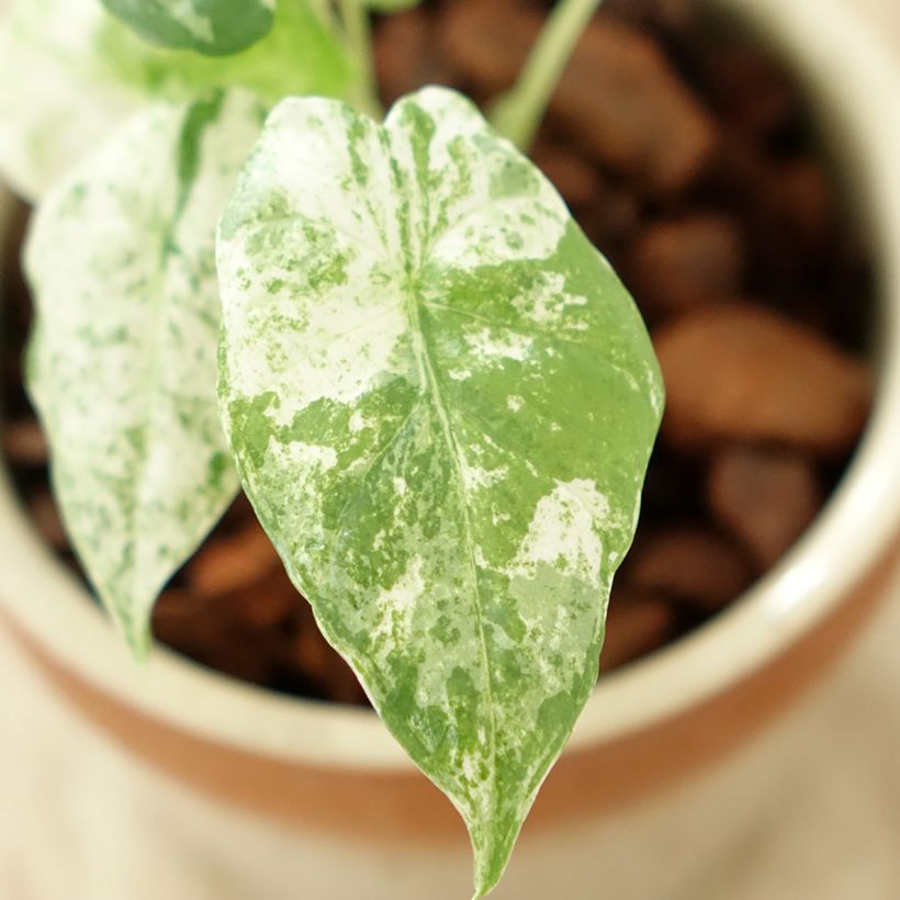 Alocasia odora Batik - Oreja de elefante (Foliage)