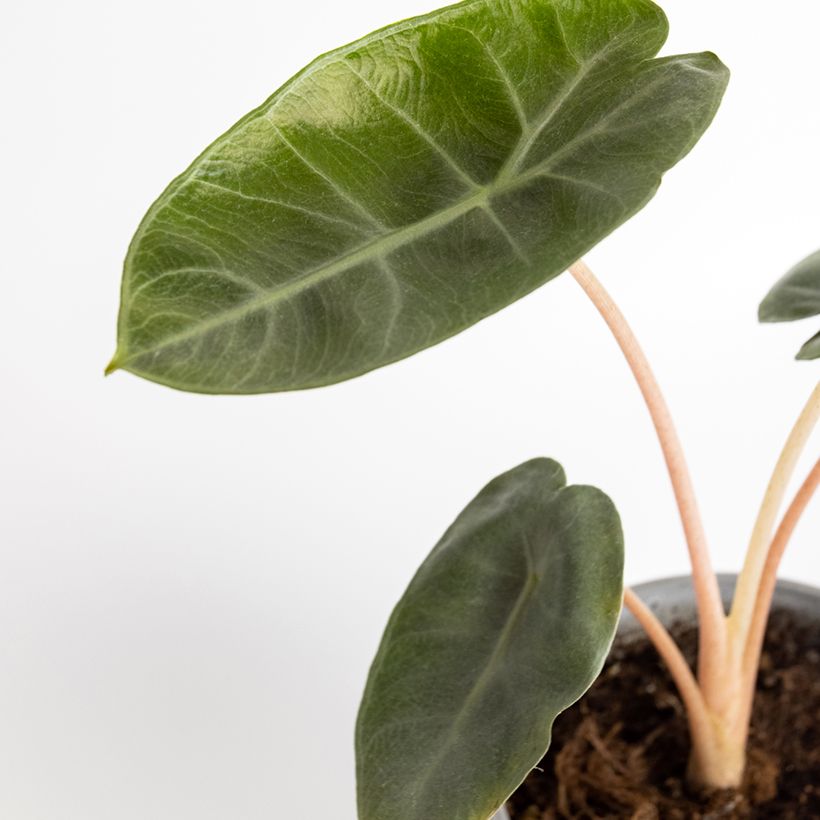 Alocasia Pink Dragon - Oreja de elefante (Foliage)