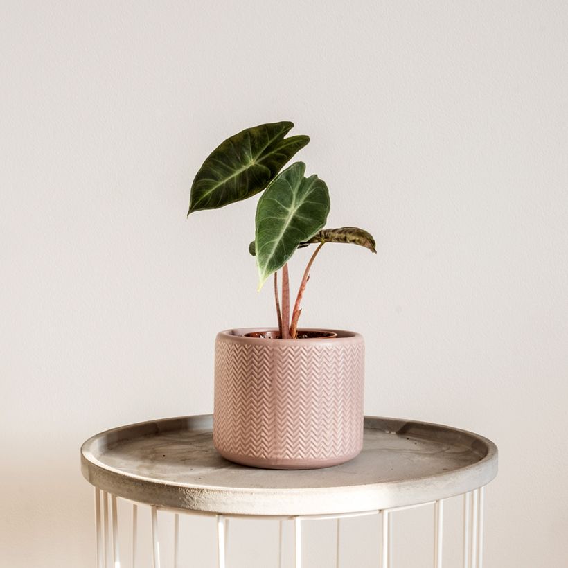 Alocasia Pink Dragon - Oreja de elefante (Plant habit)