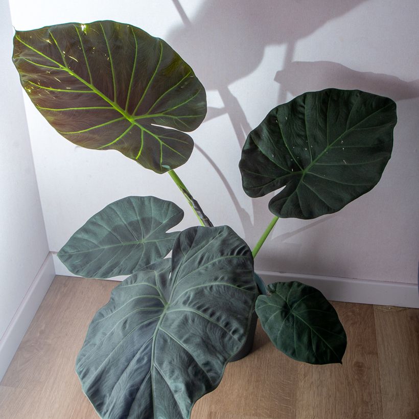 Alocasia Regal Shields - Elephant ear (Plant habit)