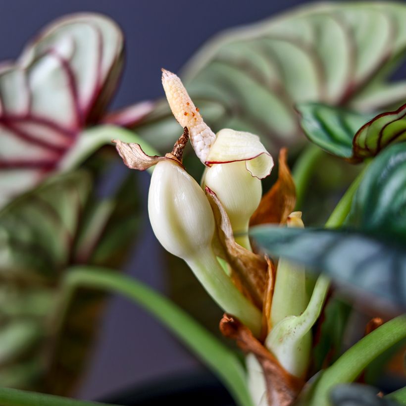 Alocasia Silver Dragon - Elephant ear (Flowering)
