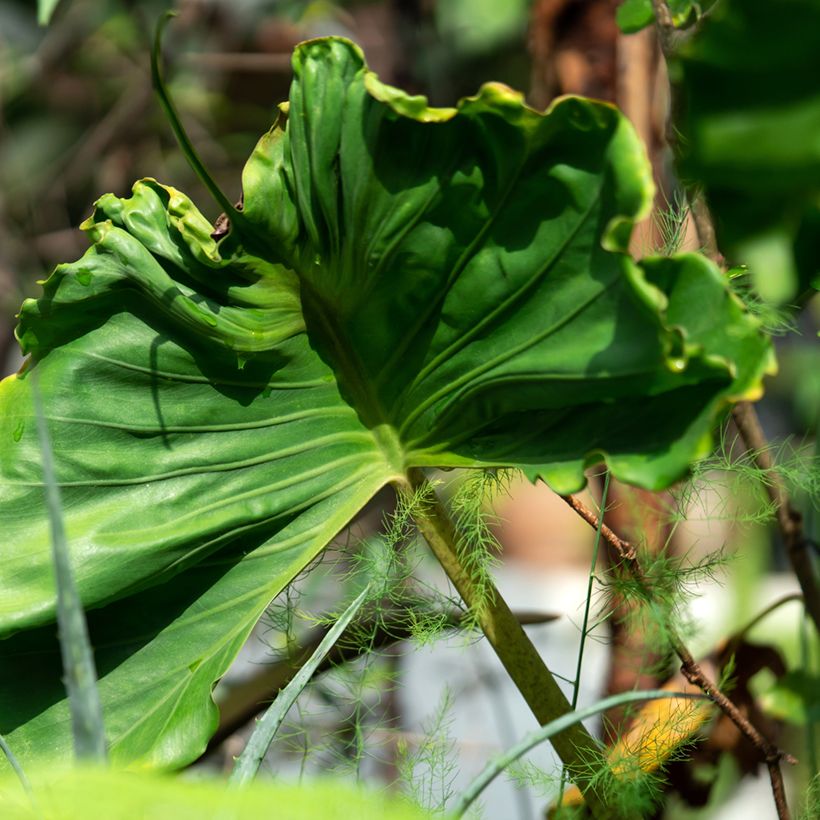 Alocasia Stingray - Oreja de elefante (Foliage)
