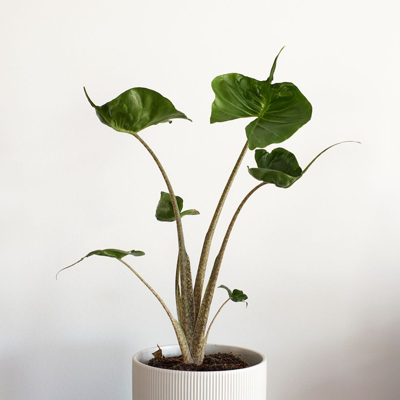 Alocasia Stingray - Oreja de elefante (Plant habit)