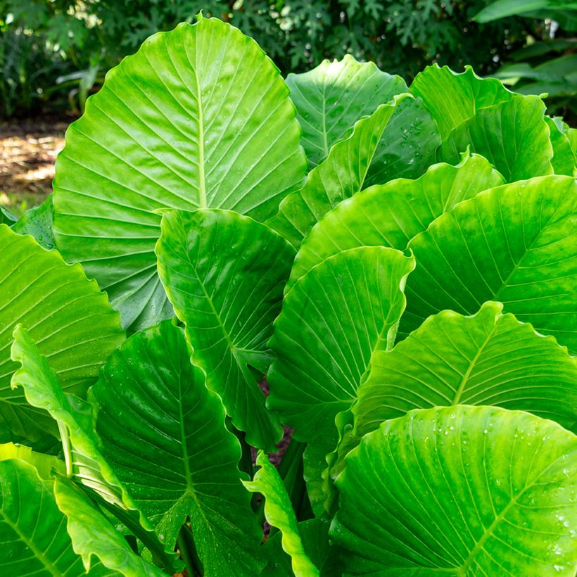 Alocasia gageana California - Oreja de elefante (Foliage)