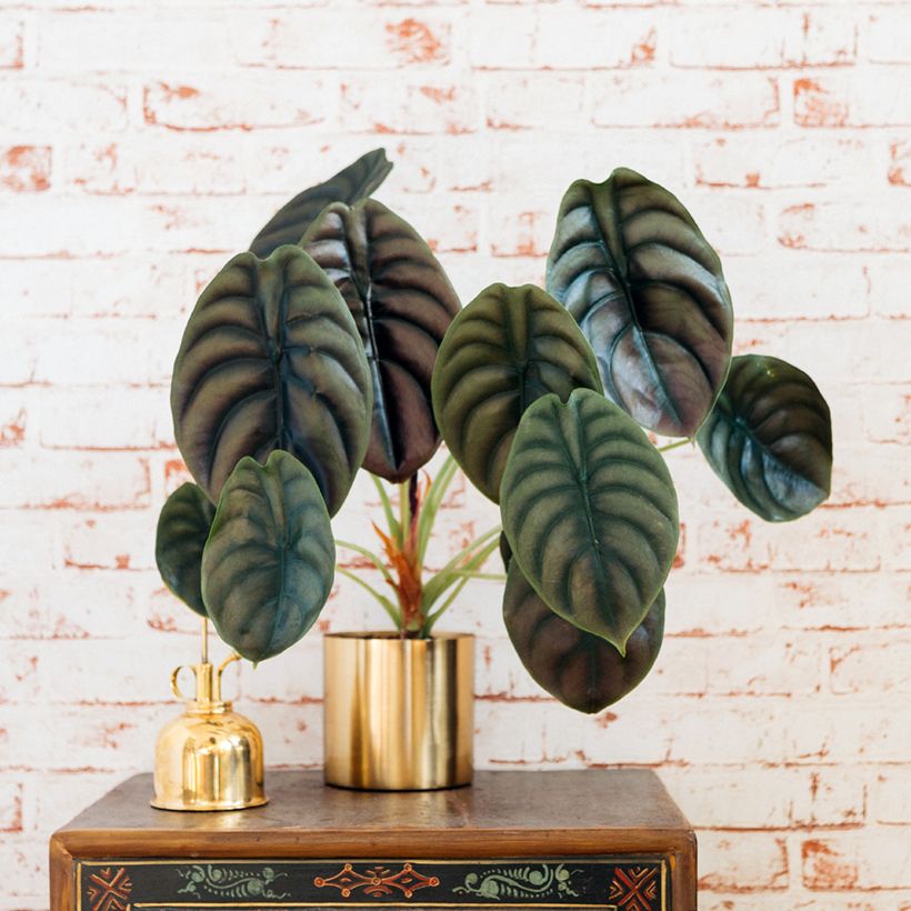 Alocasia cuprea Red - Elephant ear (Plant habit)
