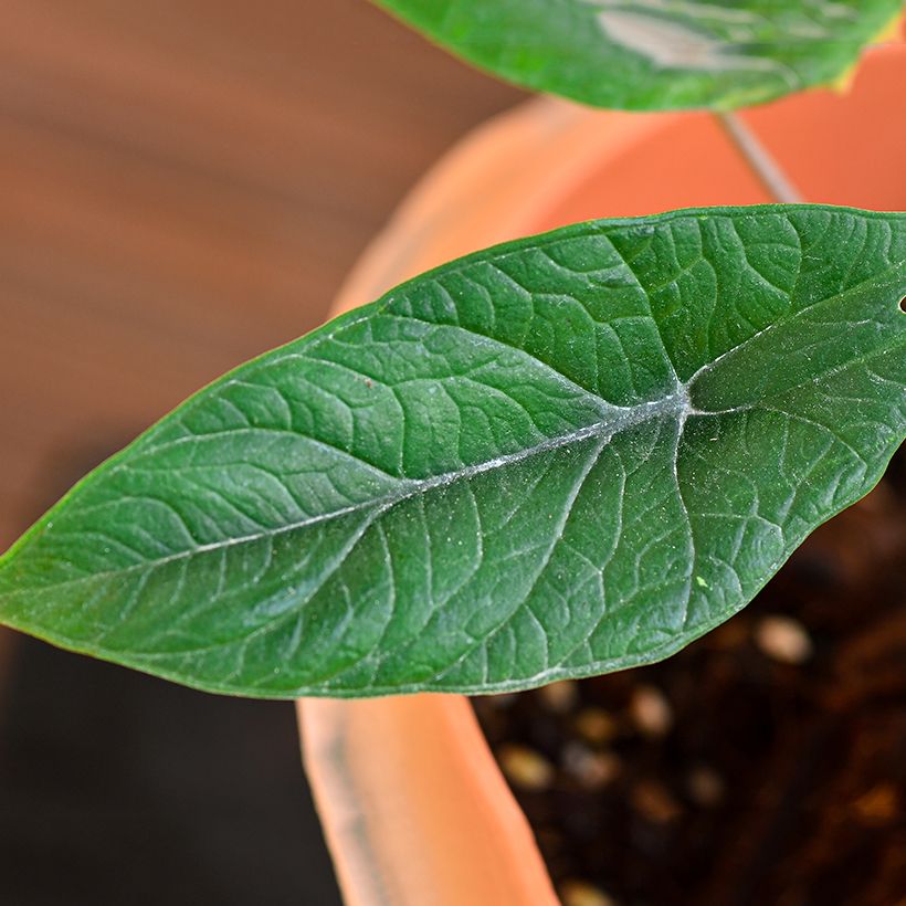 Alocasia scalprum - Oreja de elefante (Foliage)