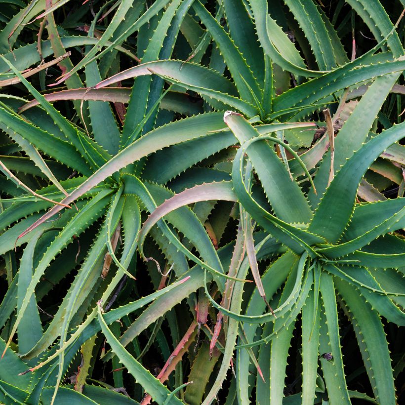 Aloe arborescens (Foliage)