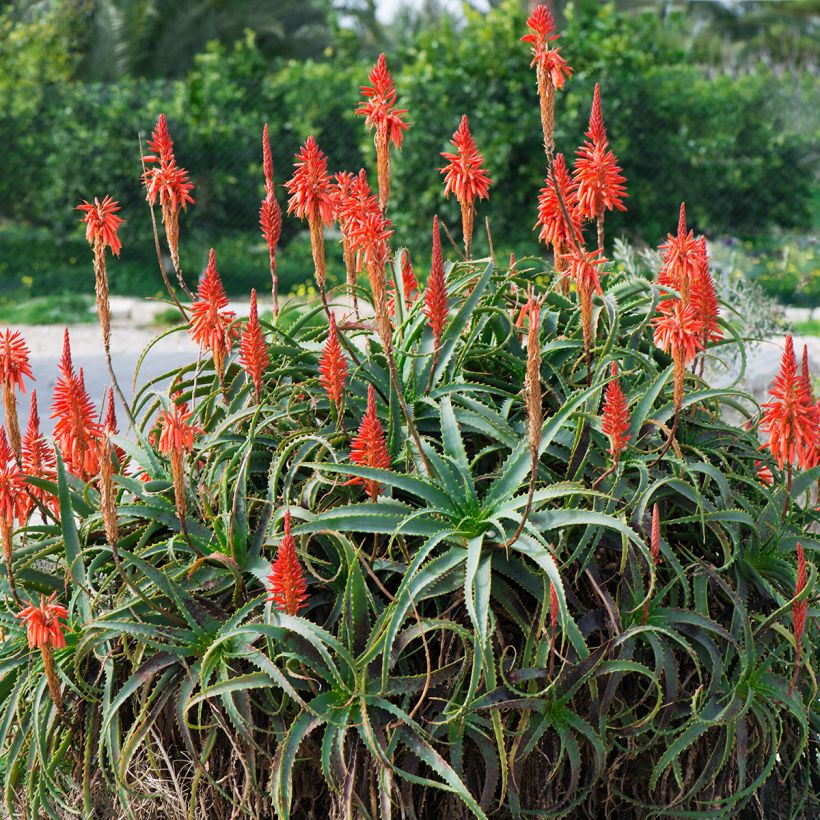 Aloe arborescens (Plant habit)